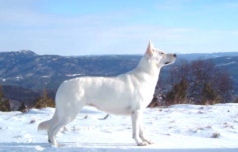 Beyas i fjällen8.mail