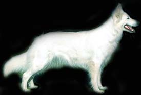 Blixtra11svart_tabell