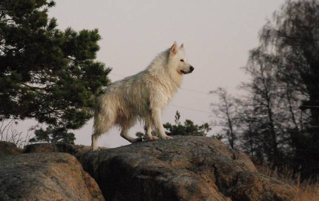 Gurrapåklippan.jpg-for-web-large (1)